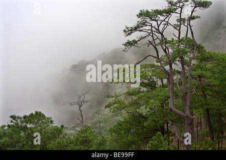 Pineta in Mt. Tapulao, Zambales. Foto Stock