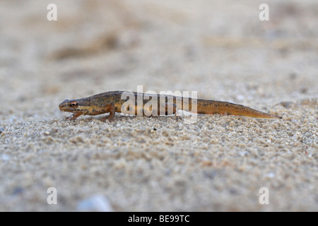 Mannetje van de kleine watersalamander; maschio Newt liscia Foto Stock