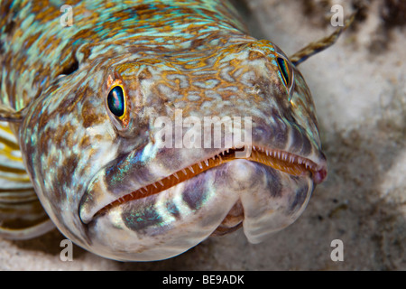 Uno sguardo più da vicino a un lizardfish o sabbia subacqueo, Synodus intermedius, Bonaire, Antille Olandesi, dei Caraibi. Foto Stock