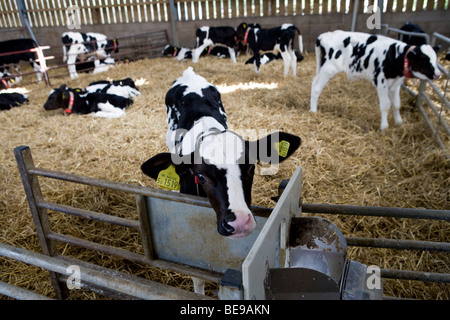 Rose vitelli da macello a cappella inferiore Marsh Farm. Beaminster. Il Dorset. Foto Stock