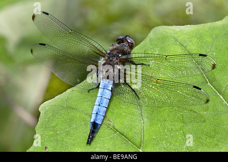 Bruine korenbout; scarse Chaser; Libellula fulva Foto Stock