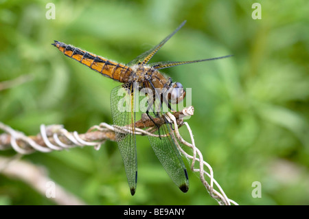 Bruine korenbout; scarse Chaser; Libellula fulva Foto Stock