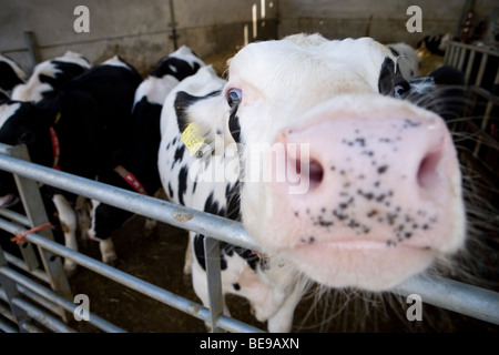 Rose vitelli da macello a cappella inferiore Marsh Farm. Beaminster. Il Dorset. Foto Stock