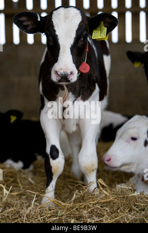 Rose di carne di vitello a cappella inferiore Marsh Farm. Beaminster. Il Dorset. Foto Stock