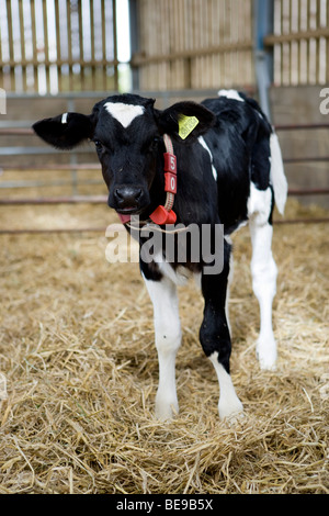 Rose di carne di vitello a cappella inferiore Marsh Farm. Beaminster. Il Dorset. Foto Stock