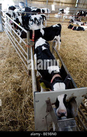 Rose vitelli da macello a cappella inferiore Marsh Farm. Beaminster. Il Dorset. Foto Stock