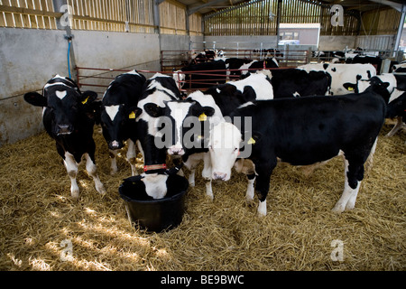 Rose vitelli da macello a cappella inferiore Marsh Farm. Beaminster. Il Dorset. Foto Stock