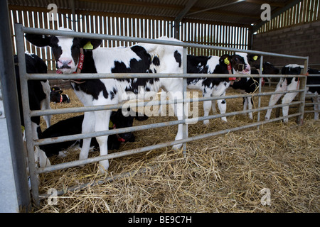 Rose vitelli da macello a cappella inferiore Marsh Farm. Beaminster. Il Dorset. Foto Stock