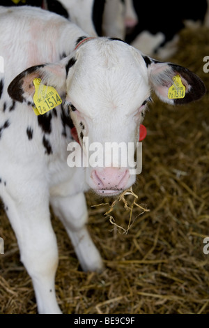 Rose di carne di vitello a cappella inferiore Marsh Farm. Beaminster. Il Dorset. Foto Stock