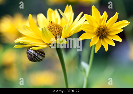 Close-up di una lumaca seduta su un fiore giallo Foto Stock