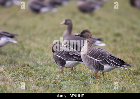 Toendrarietgans; anser serrirostris; tundra bean goose; Foto Stock