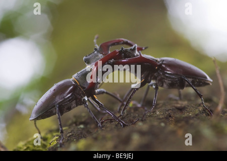 Combattimenti Unione stag beetle su albero di quercia, vechtende mannetjes van het vliegend hert op eikenboom op de Veluwe Foto Stock