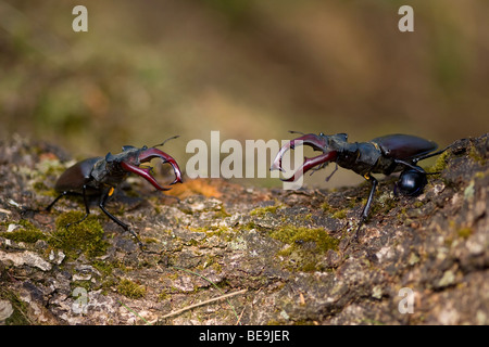 Combattimenti Unione stag beetle su albero di quercia, vechtende mannetjes van het vliegend hert op eikenboom op de Veluwe Foto Stock