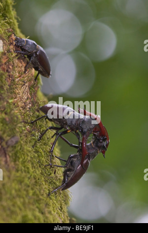 Combattimenti Unione stag beetle su albero di quercia, vechtende mannetjes van het vliegend hert op eikenboom op de Veluwe Foto Stock