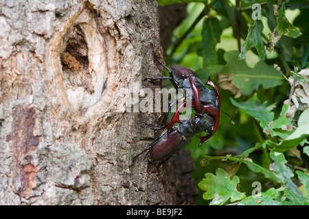 Combattimenti Unione stag beetle su albero di quercia, vechtende mannetjes van het vliegend hert op eikenboom op de Veluwe Foto Stock