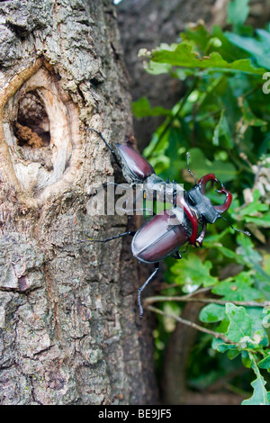 Combattimenti Unione stag beetle su albero di quercia, vechtende mannetjes van het vliegend hert op eikenboom op de Veluwe Foto Stock