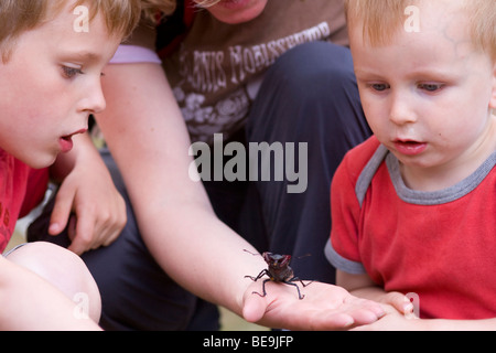 Verbaasde kinderen kijken naar vliegend hert, stupito guardando i bambini ad una unione stag beetle su un lato Foto Stock