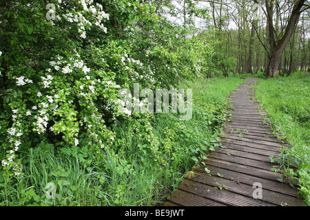 Il Boardwalk / sollevata passerella in legno con staccionata in legno attraverso una palude con la fioritura Biancospino Foto Stock