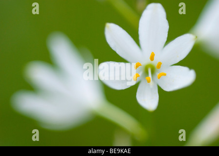 Graslelie; st. Bernard lily; Foto Stock