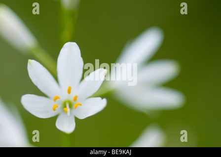 Graslelie; st. Bernard lily; Foto Stock