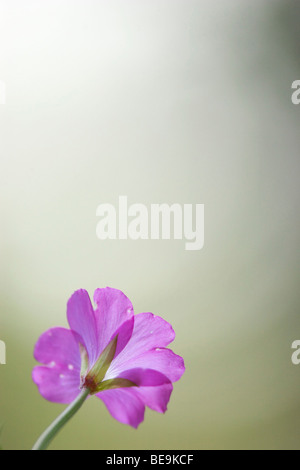 Harig wilgenroosje; Epilobium hirsutum; grande willowherb Foto Stock