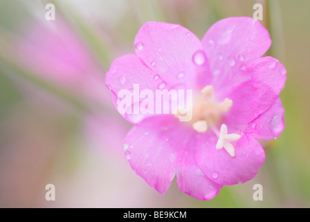 Harig wilgenroosje; grande willowherb Foto Stock