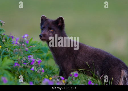 Blu Colore morph Arctic Fox tra legno Cranesbill su Hornstrandir Islanda Foto Stock