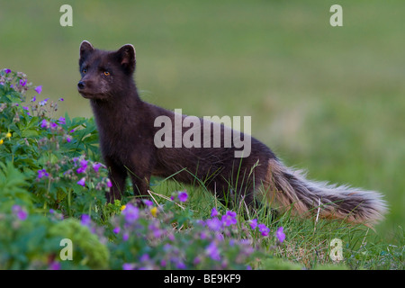 Blu Colore morph Arctic Fox tra legno Cranesbill su Hornstrandir Islanda Foto Stock