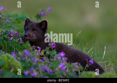 Blu Colore morph Arctic Fox tra legno Cranesbill su Hornstrandir Islanda Foto Stock