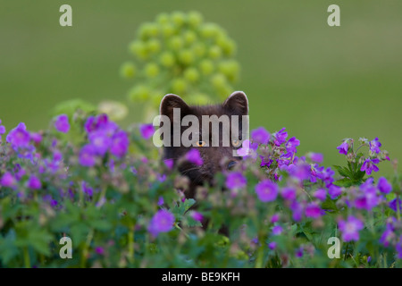 Blu Colore morph Arctic Fox tra legno Cranesbill su Hornstrandir Islanda Foto Stock