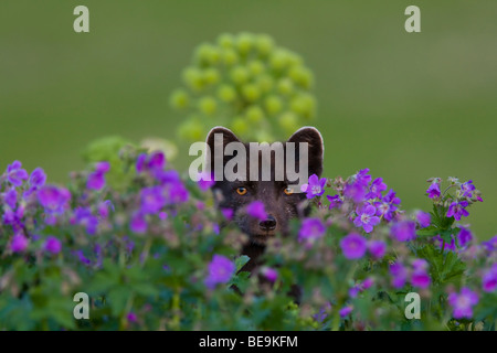 Blu Colore morph Arctic Fox tra legno Cranesbill su Hornstrandir Islanda Foto Stock