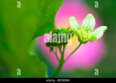 Heggerank; bianco bryony; Foto Stock