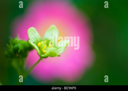 Heggerank; bianco bryony Foto Stock