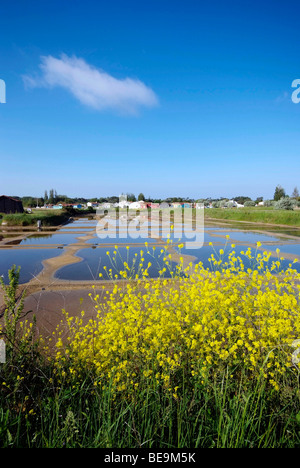 Isola di Oleron (17): Salt Marsh Foto Stock