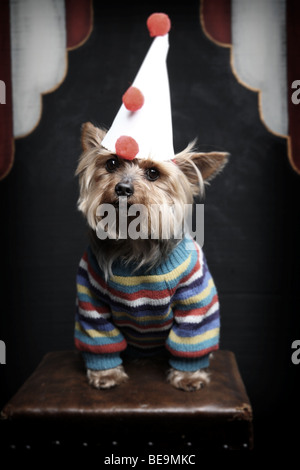 Un cane di piccola taglia in clown vestito. Foto Stock