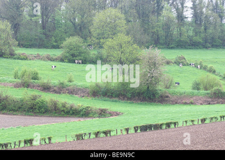 Bocagelandschap incontrato hagen en bomen, Voeren, Belgi Bocage paesaggio con siepi e alberi, Voeren, Belgio Foto Stock