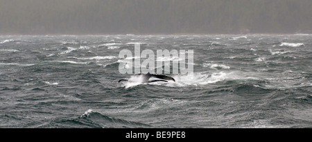 "Due Balene Humpback affrontare gale force venti in Wrangell si restringe in Alaska.". Foto Stock