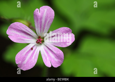 Bloem van Robertskruid (Geranium robertianum) fiore di Herb robert (Geranium robertianum) Foto Stock