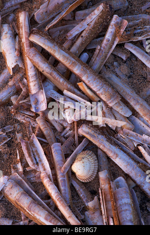 Conchiglie sulla spiaggia a Titchwell in North Norfolk Foto Stock