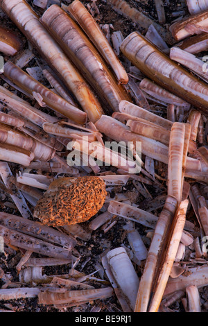 Conchiglie sulla spiaggia a Titchwell in North Norfolk Foto Stock