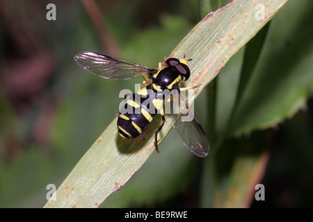 Flamboyant icona falsa hover fly (Xanthogramma pedissequum : Syrphidae) maschio, UK. Foto Stock