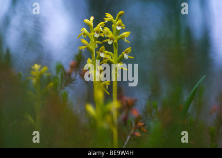 Koraalwortel; inizio coralroot Foto Stock