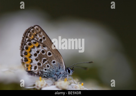 Close up van een bruin blauwtje, Close up di un marrone angus Foto Stock