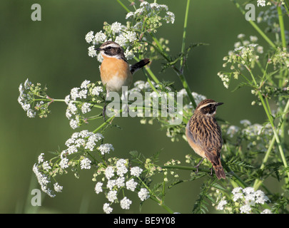 Twee paapjes in het fluitekruid;due Whinchats sulla mucca prezzemolo Foto Stock