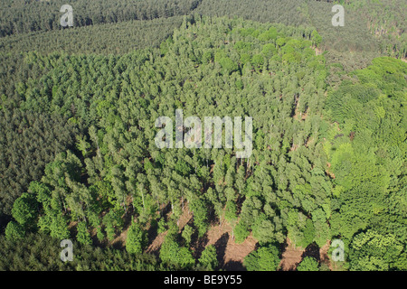 Gemengd bos vanuit de lucht, Belgi foresta mista dall'aria, Belgio Foto Stock