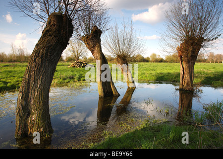 Fila di alberi di salice (Salix sp.) in stagno, Leiemeersen riserva naturale, Belgio Foto Stock