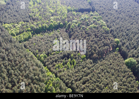 Gemengd bos vanuit de lucht, Belgi foresta mista dall'aria, Belgio Foto Stock