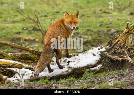 Vos struinend Oostvaardersplassen porta in inverni landschap. Red Fox rovistando nel paesaggio invernale Foto Stock