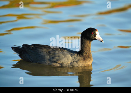 American coot bird a White Rock Lake, Dallas, Texas Foto Stock