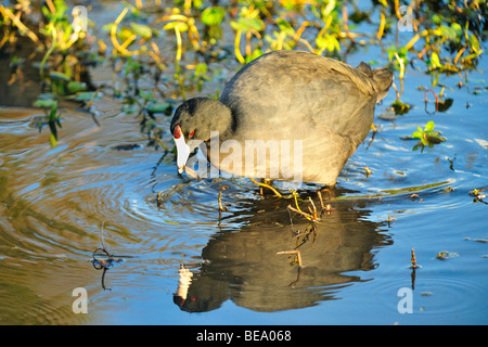 American coot bird a White Rock Lake, Dallas, Texas Foto Stock